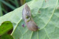 Deroceras reticulatum
