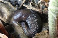 Limax cinereoniger