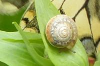 Hygromia cinctella