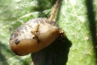 Deroceras reticulatum