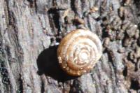 Gonyodiscus rotundatus