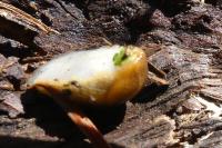 Arion subfuscus