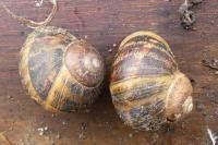 Cornu aspersum
