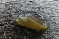 Arion hortensis