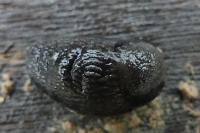 Arion hortensis