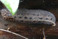 Limax maximus