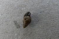 Galba truncatula