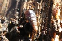 Clausilia bidentata