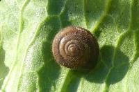 Trochulus hispidus