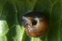 Trochulus hispidus
