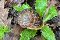 Cornu aspersum
