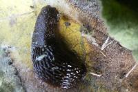Arion rufus/vulgaris