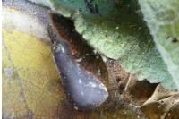 Arion rufus/vulgaris
