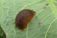 Arion rufus/vulgaris