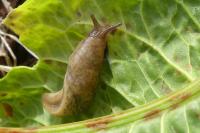 Deroceras reticulatum