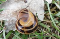 Cepaea nemoralis