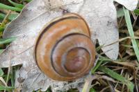 Cepaea nemoralis