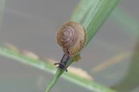 Trochulus hispidus