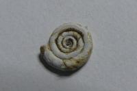 Anisus leucostoma