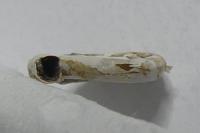 Anisus leucostoma