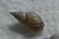 Lymnaea stagnalis