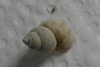 Bithynia tentaculata