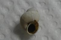 Bithynia tentaculata