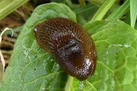 Arion rufus/vulgaris