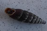 Clausilia bidentata