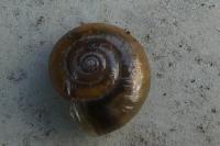 Oxychilus draparnaudi