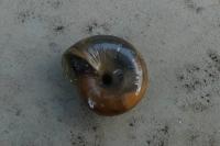 Oxychilus draparnaudi