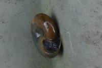 Oxychilus draparnaudi