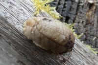 Testacella haliotidea