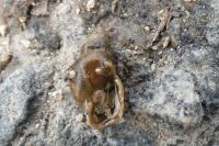 Galba truncatula