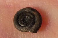 Anisus