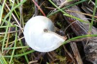 Monacha cartusiana
