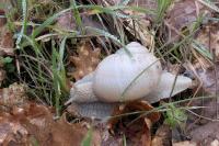 Helix pomatia