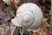 Helix pomatia