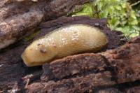 Arion subfuscus