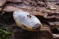 Arion subfuscus