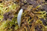 Arion rufus/vulgaris