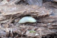 Arion rufus/vulgaris