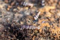 Clausilia bidentata