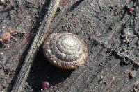 Gonyodiscus rotundatus