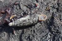 Clausilia bidentata
