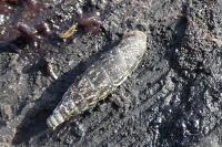 Clausilia bidentata