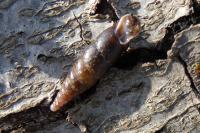 Cochlodina laminata