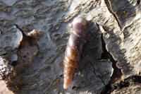 Cochlodina laminata