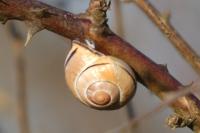 Cepaea nemoralis