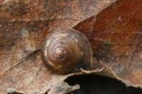 Hygromia cinctella